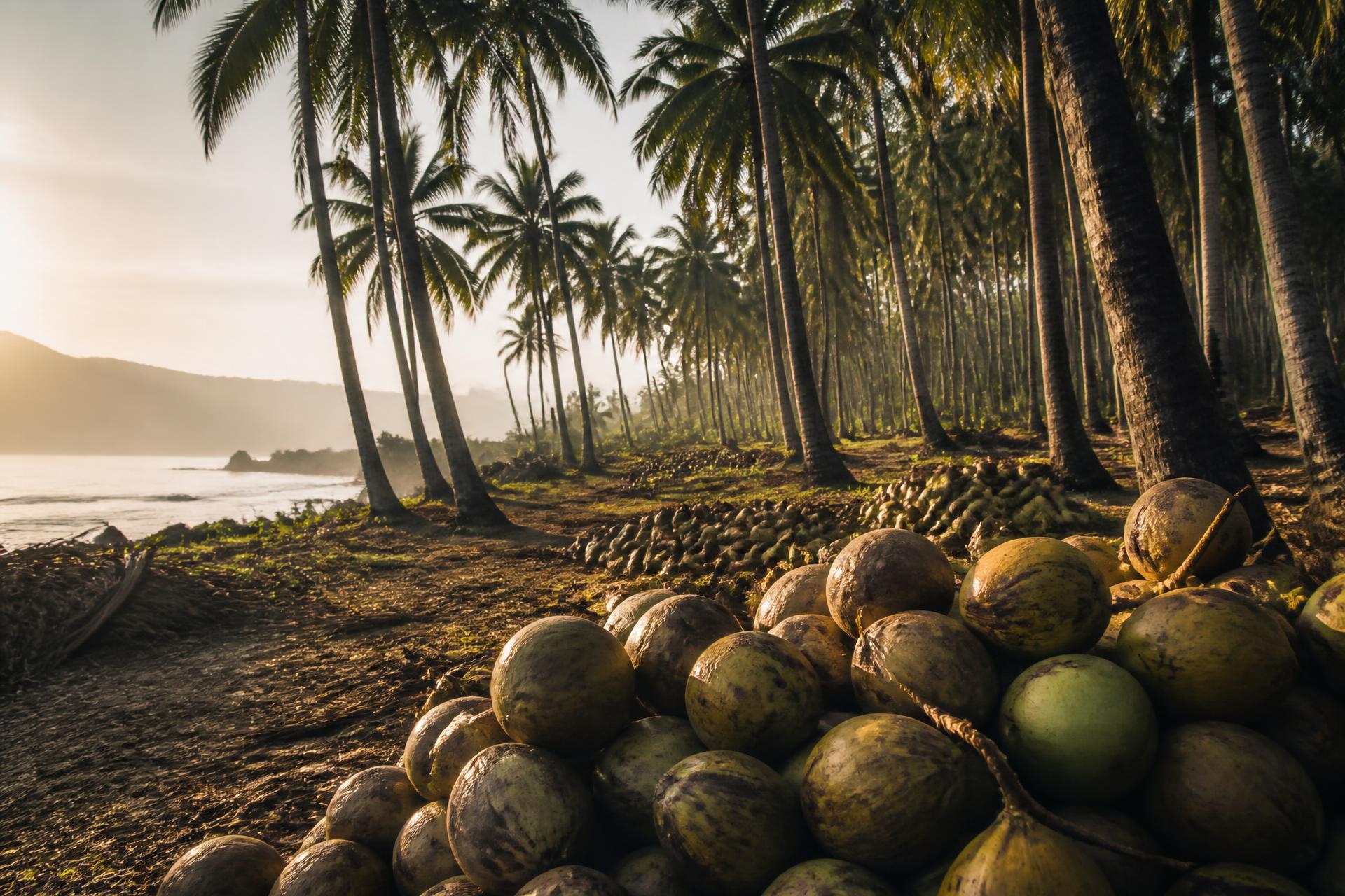 Coconut plantation on the Indonesian coast at sunrise